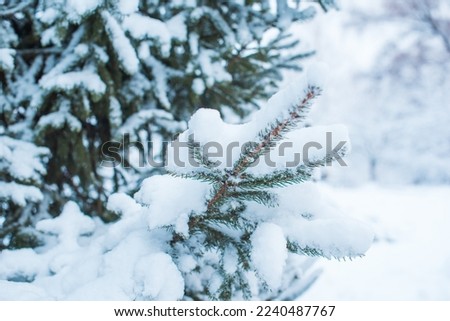 Snowy day, trees at garden close up details. Winter concept	