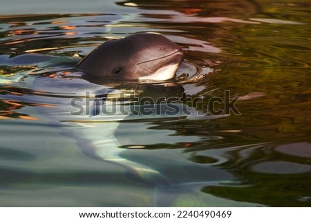 Relaxed Harbour porpoise or Phocoena phocoena in summer sunshine and clear water - horizontal image Royalty-Free Stock Photo #2240490469