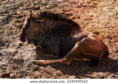 Blue Wildebeest or Brindled Gnu - Connochaetes taurinus - resting in late afternoon sunlight Royalty-Free Stock Photo #2240490561