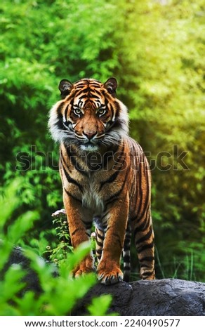 Asian- or bengal tiger standing with bamboo bushes in background