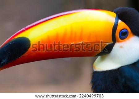 Yellow-beaked toucan bird in its habitat