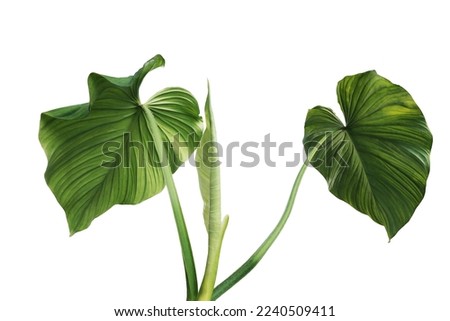 Backside of heart shape green leaves Philodendron species the tropical foliage plant isolated on white background with clipping path
