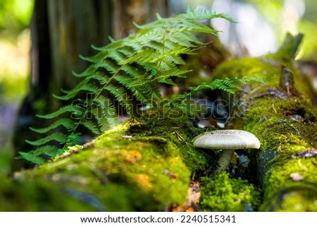 Photo of a forest landscape - a mushroom on a fallen tree makes its way through the moss. Sun's rays make their way through the dense foliage of the trees. Royalty-Free Stock Photo #2240515341