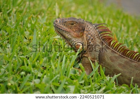Close up on a wild iguana in south Florida sitting in grass. Royalty-Free Stock Photo #2240521071