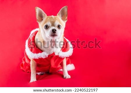 Studio shot of a deer head chihuahua wearing a Christmas dress on a red background