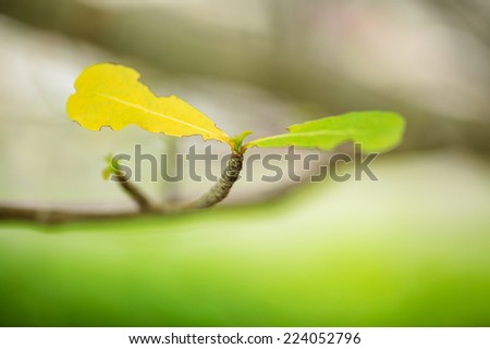 Yellow and green leaf