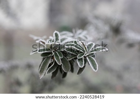 Close Up Beautiful Frost Nature, Winter Seasonal Background Royalty-Free Stock Photo #2240528419
