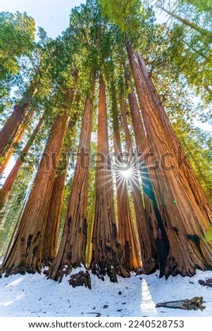 Giants sequoias in Sequoia National Park, California in winter Royalty-Free Stock Photo #2240528753