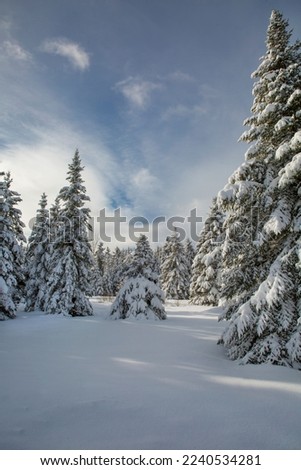 Winter landscape with snow covered evergreens on a cloudy and cold winter afternoon.  Canadian winter landscape.
 Royalty-Free Stock Photo #2240534281