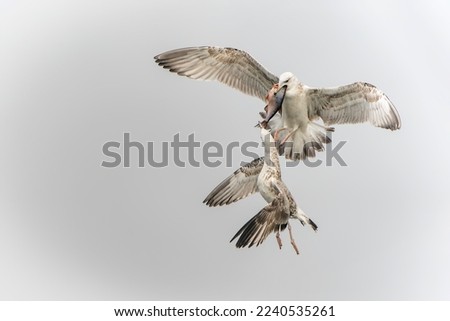 Two Caspian Gulls (Larus cachinnans) fight grapple with each other as they try to steal fish. Oder delta in Poland, europe.                     