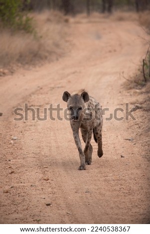 Beautifl spotted hyena walking down sand road, Greater Kruger, South Africa