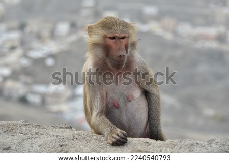a type of monkeys in the mountains of Saudi Arabia 