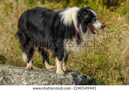 Border Collie on a walk at sunset