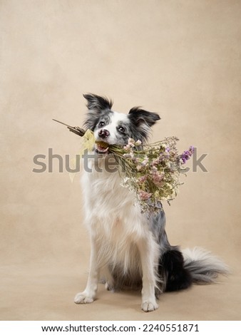Marble Border Collie with flowers. Cute dog on a beige canvas background in studio Royalty-Free Stock Photo #2240551871