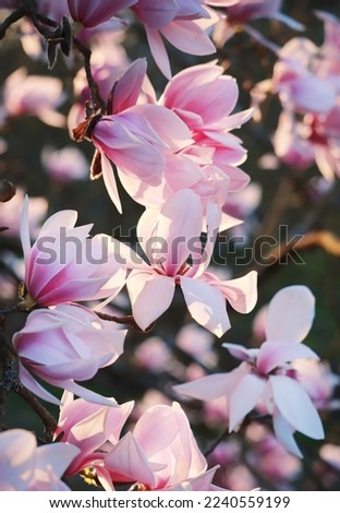 Blossom of pink magnolias at  sunset