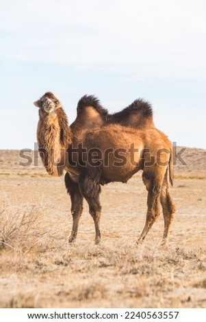One Bactrian camel in the steppe of Kazakhstan Royalty-Free Stock Photo #2240563557