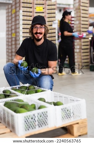 Positive man worker showing fresh avocado after checking quality at mango factory