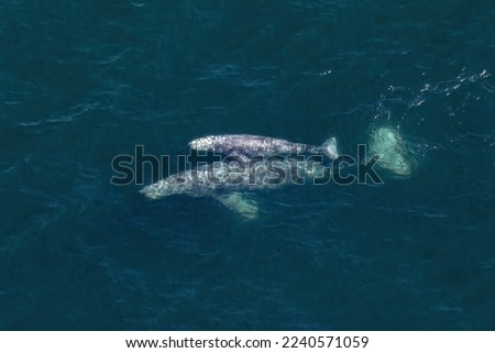 Parent and Offspring

A pair of Gray Whales (Eschrichtius robustus), a Cow and Calf, skim just below the surface of the deep blue California waters. They travel to warm tropical seas in wintertime Royalty-Free Stock Photo #2240571059