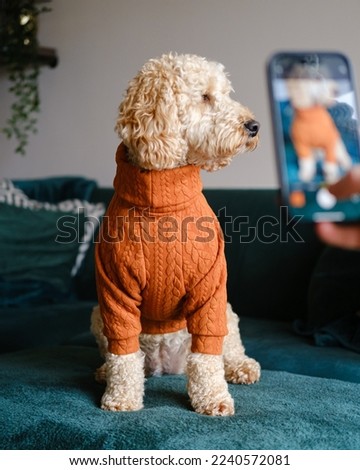 Cockapoo Dog sitting on a green couch posing for a photo wearing orange winter jumper