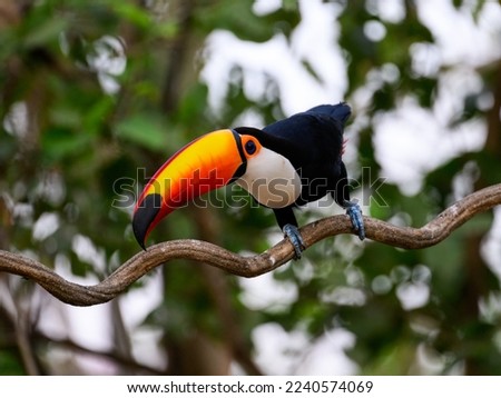 Toco Toucan closeup portrait against trees with green leaves in Pantanal, Brazil