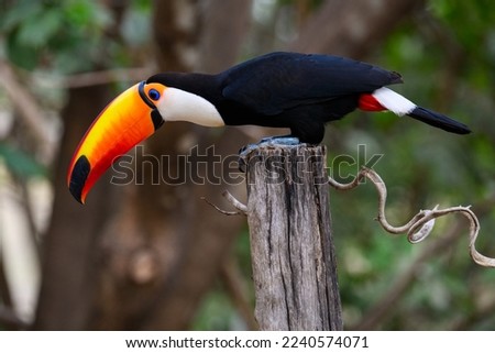 Toco Toucan perched on post,  closeup portrait on green background in Pantanal, Brazil