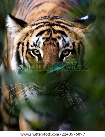 A magnificent tiger with bright yellow eyes lurked warily behind sparse green branches