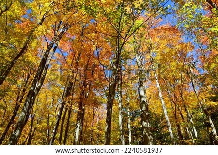 American Beech (Fagus grandifolia) and Sugar Maple (Acer saccharum) leaves along hiking trail at Devil's Glen during Fall Royalty-Free Stock Photo #2240581987