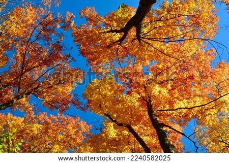 Sugar Maple (Acer saccharum) trees along hiking trail at Devil's Glen during Fall Royalty-Free Stock Photo #2240582025
