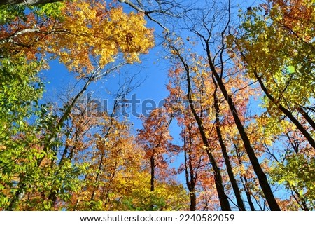 Sugar Maple (Acer saccharum) trees along hiking trail at Devil's Glen during Fall