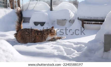 Cat in deep snow in balcony or patio  on a sunny winter day. Side view of cute fluffy cat running with paw stretched and snow flying. Cat in motion. Female calico cat exploring snow. Selective focus.