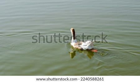 Duck swimming on the lake in sunny day.