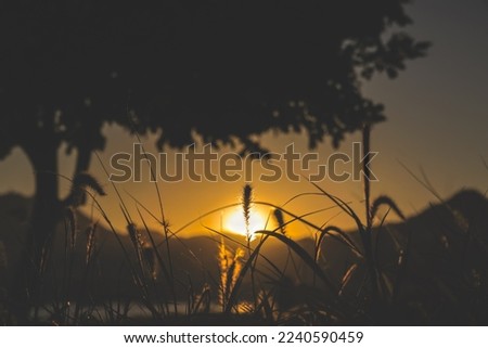 the Grass flower in the morning at sunrise with golden sunshine.
