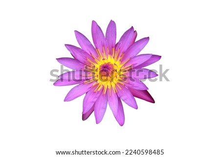 Isolated image of purple lotus flower on white background.
