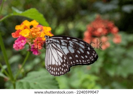 butterfly on the flower with blurry background