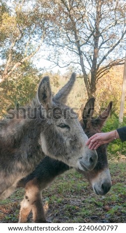 Hand touching donkey in a field