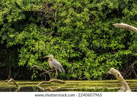 Great Blue Heron on stick in water