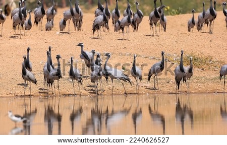 Demoiselle crane birds migrate to Rajasthan, India from Mongolia during winter time, walking along the lake shore at Khichan, Rajasthan. Royalty-Free Stock Photo #2240626527