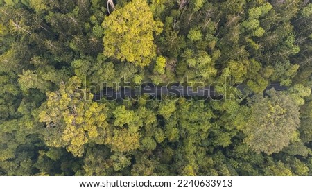 forest top view. aerial view of rain forest. road through forest. sustainable development. Forest Road Stock Photos, Pictures. Road Through Woods Images, Stock Photos