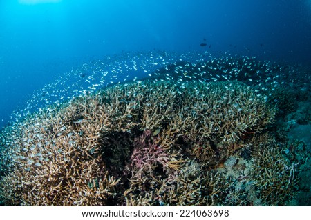 Schooling fish above coral reefs in Gili, Lombok, Nusa Tenggara Barat, Indonesia underwater photo. There are bunch of Acropora sp. 