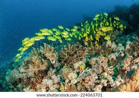 Schooling of bluestripe snapper Lutjanus kasmira in Gili, Lombok, Nusa Tenggara Barat, Indonesia underwater photo. There are soft coral Heteroxenia fuscescens and Capnella sp. 