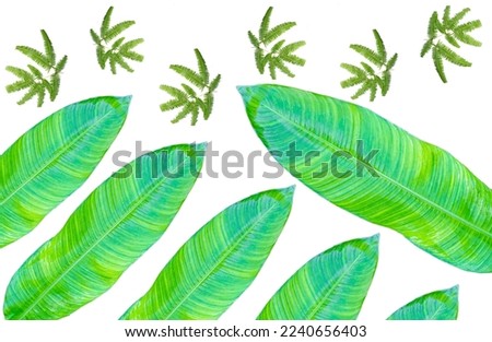 Banana leaf and fern leaf on isolated white background.