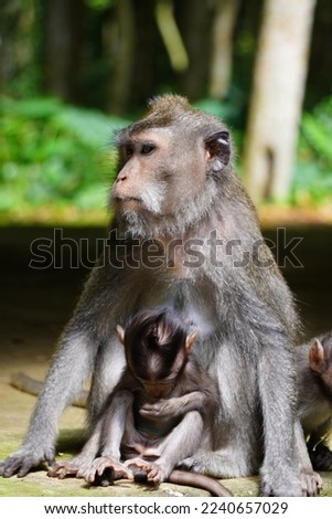 a mother monkey taking care of her child
