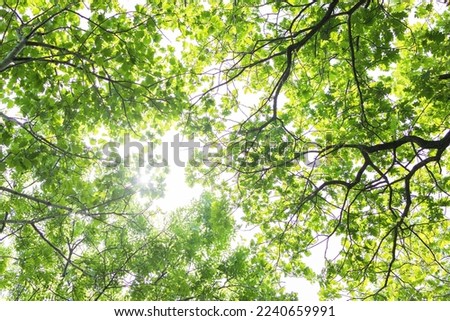 Upward glance to sun rays shines through forest trees. Scattered sunlight that filters through green oak leaves. Sunny summer nature background with sunshine radiant bokeh. Japanese Komorebi concept Royalty-Free Stock Photo #2240659991