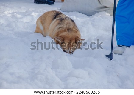 the dog lowered its head into the snow. Welsh Corgi dog searches in the snow. High quality photo