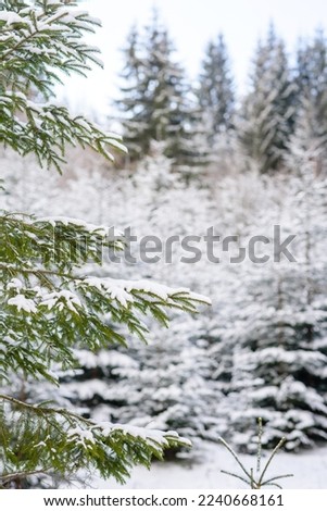 Beautiful winter green coniferous forest on the slopes of the mountains. Outdoor recreation in the winter season