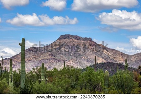 Organ Pipe Cactus National Monument, a national monument and biosphere reserve in Arizona, United States.