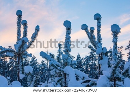 Winter forest landscape. Snow-covered trees - firs and pines. Pine tops with snowballs. Good motif for Christmas and New Year designs.