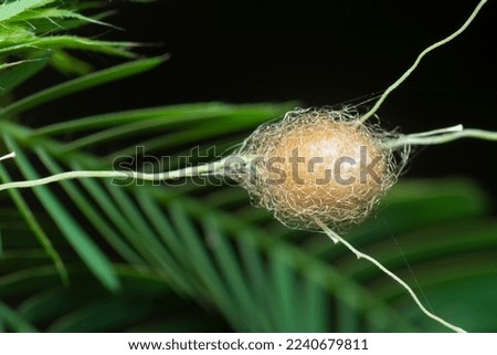 close shot of the laglaise's garden spider egg sac 
