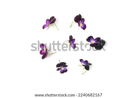 Pansies isolated on white background. Viola pansy flower. Purple spring flowers, top view. Design element. Springtime concept. Assorted, collage