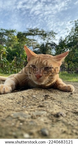 Cute orange cat relaxing in the hot sun